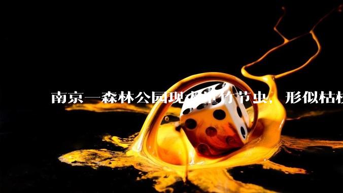 南京一森林公园现大量竹节虫，形似枯枝，网友称凑近才发现是虫子落荒而逃，竹节虫会不会咬人？碰到它会怎样？