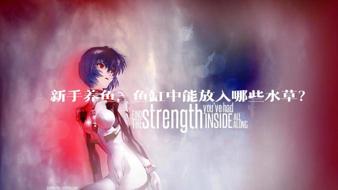新手养鱼，鱼缸中能放入哪些水草？