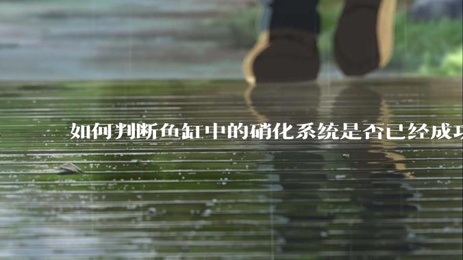 如何判断鱼缸中的硝化系统是否已经成功建立？